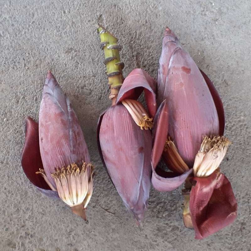 有機芭蕉花新鮮現採泡茶做菜產地直送 蝦皮購物