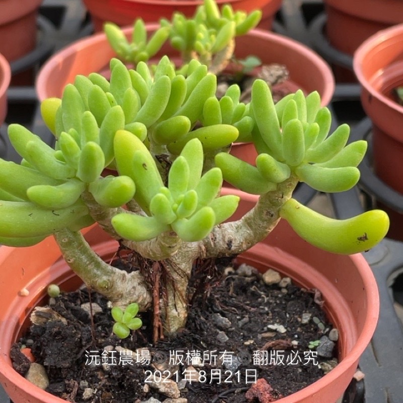沅鈺農場多肉植物老顆八千代 露養植物輕微曬傷 蝦皮購物
