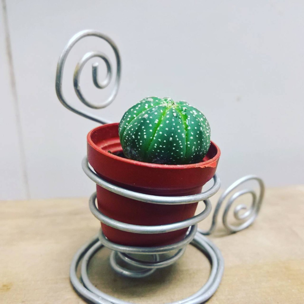手作鋁線台座型花架 不含植物 蝦皮購物
