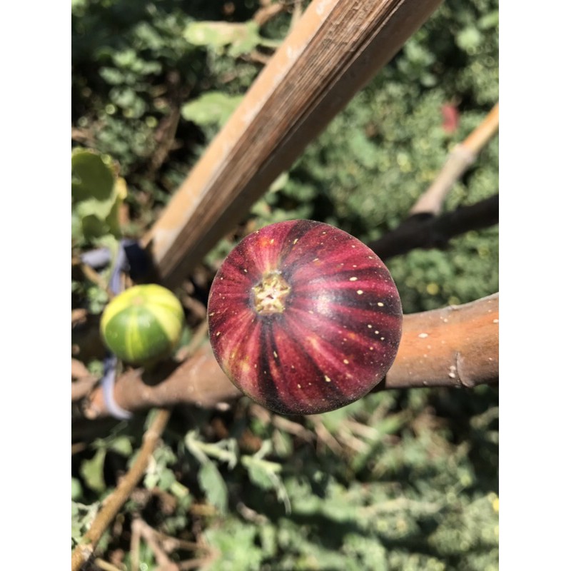 本日限定 超希少人気樹種 イチジク BNR(レインボーストライプ