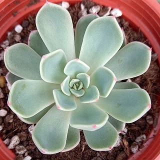 【多肉植物 】娜娜小勾 三吋  穩根