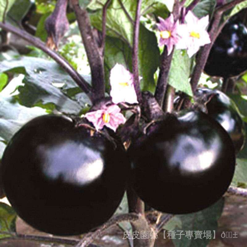種子夯圓茄子種子 早熟特大黑茄子圓茄子種籽 高產抗病大茄子蔬菜種子 11Wb
