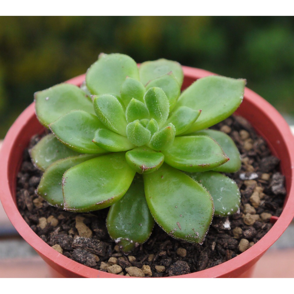秋詩 3寸 多肉植物觀葉植物 花樣渼栽盆栽生活館 蝦皮購物