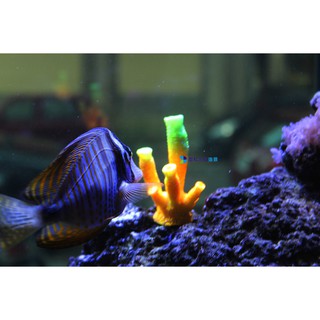 出清 水族飾品 /模擬 海水軟體-海綿 [TK018]/海水中的海綿寶寶