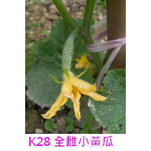 【萌田種子~】K28 全雌小黃瓜種子3粒 , F1品種 , 免授粉 , 抗病性高 , 每包16元~