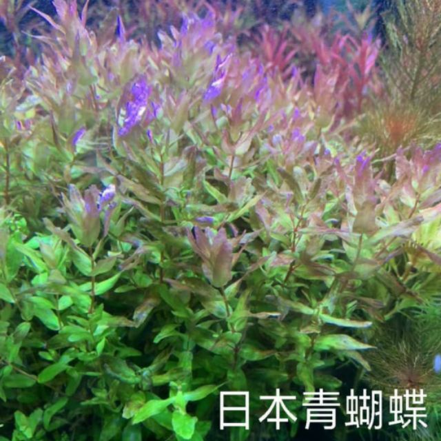 美美水草 日本青蝴蝶50元 5株 蝦皮購物