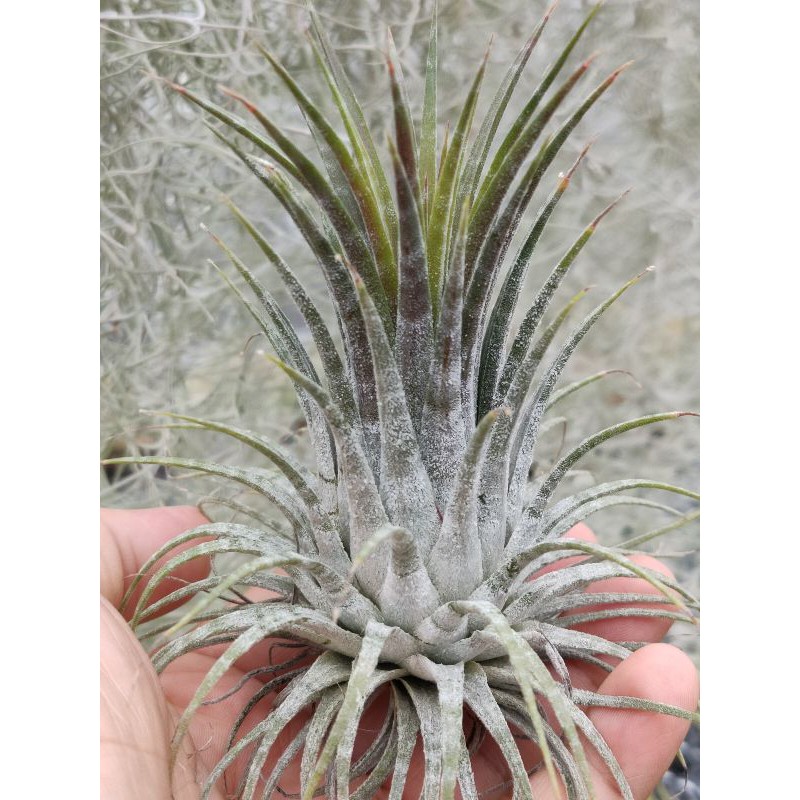 綠房子空氣鳳梨 斑馬小精靈側芽 Tillandsia ionantha 'Zebrina'