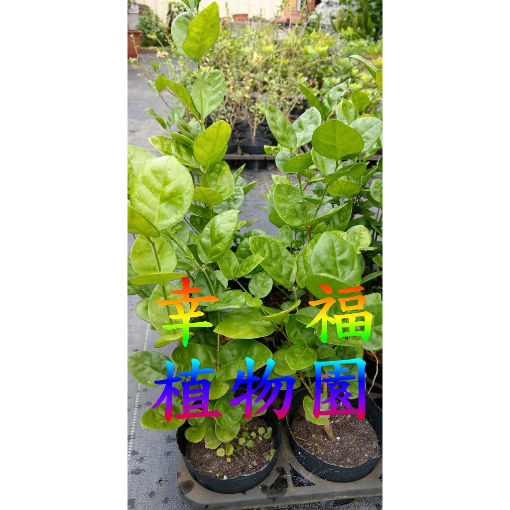 幸福植物園 茉莉花苗 蝦皮購物