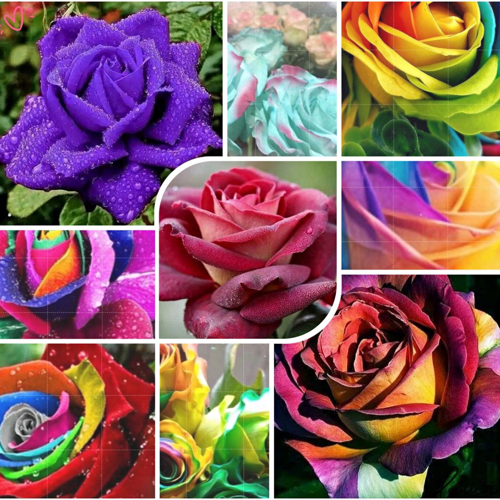 📢  19款稀有 玫瑰花種子  七彩玫瑰  多彩玫瑰  炫彩玫瑰種子 超低價 限時搶購