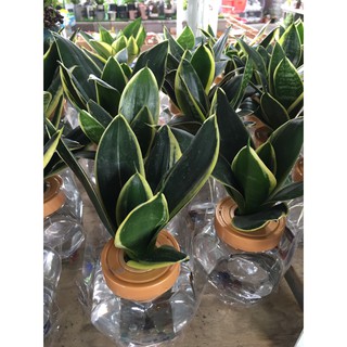 少奶奶的room 水耕栽培的魅力13增訂四版歡迎團購 蝦皮購物