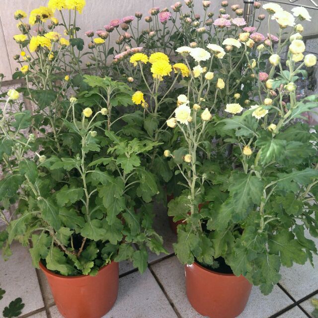 杭菊5吋盆泡茶盆栽花苗菊花茶 蝦皮購物