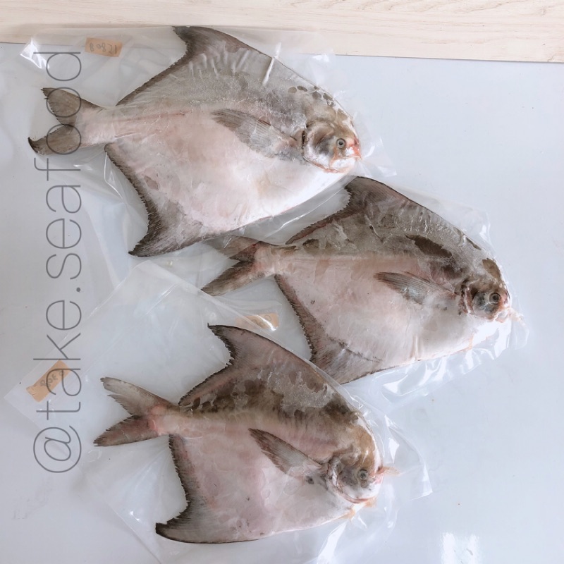 台灣野生白鯧魚 過年好魚