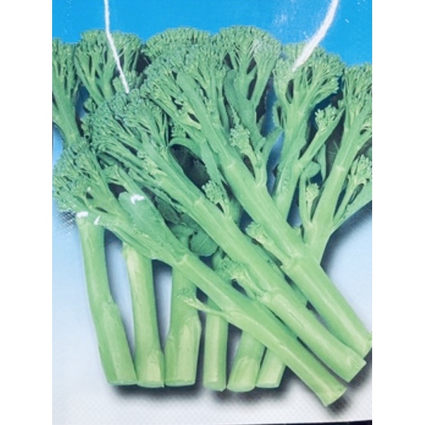 優良種子 青花筍 約3000粒裝 日本種大量以優惠價格給您 蝦皮購物