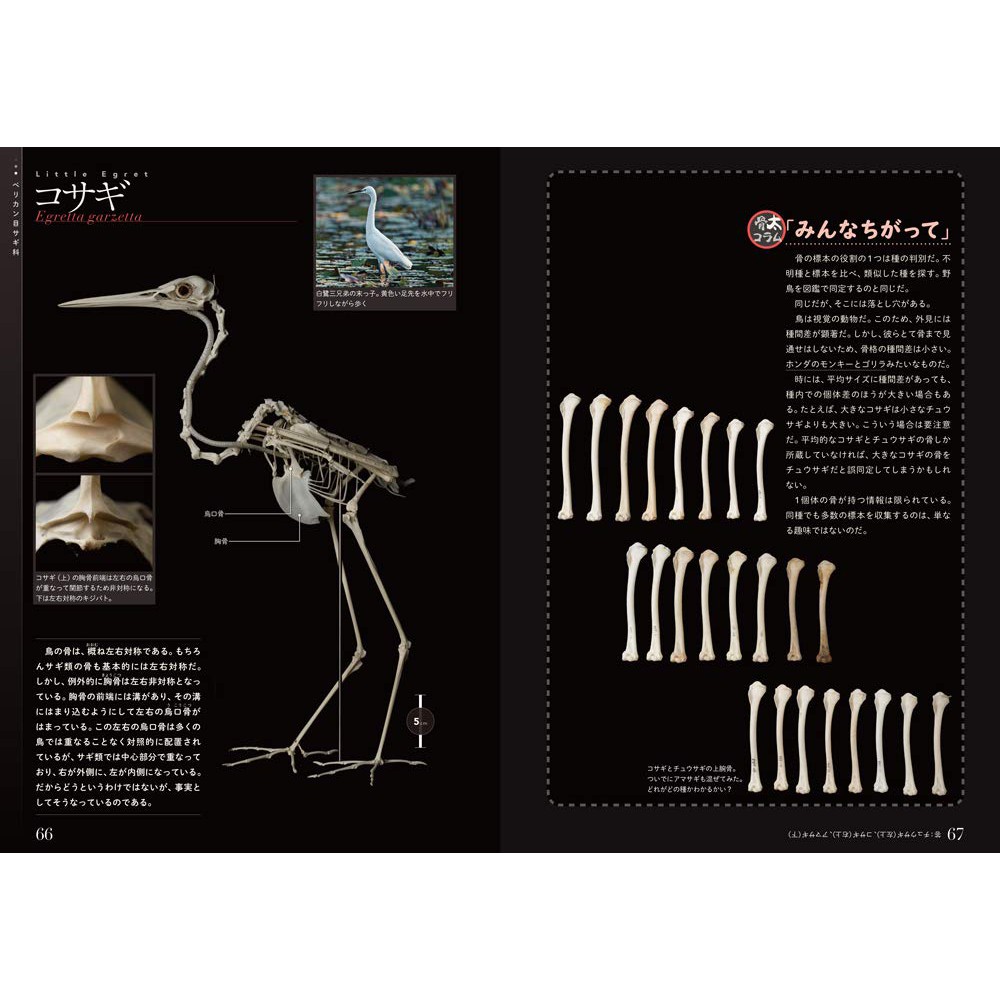 鳥類骨骼標本圖鑑 日文 蝦皮購物