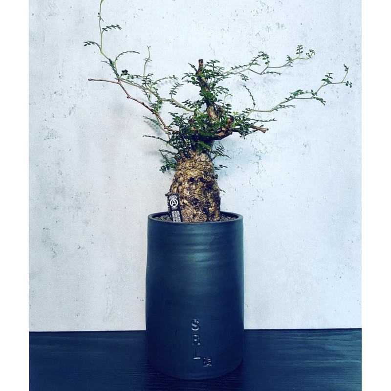 2021SS NEIGHBORHOOD SRL.DEN /CE-PLANT POT L / XL大鉢 現貨在店