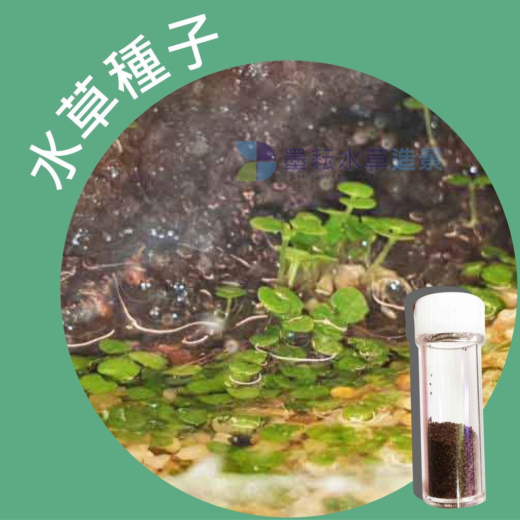 墨耘 水草種子 100 耐水性植物 草皮 水族 造景 兩棲缸 不需co2 新手級 前景 耐熱 蝦皮購物