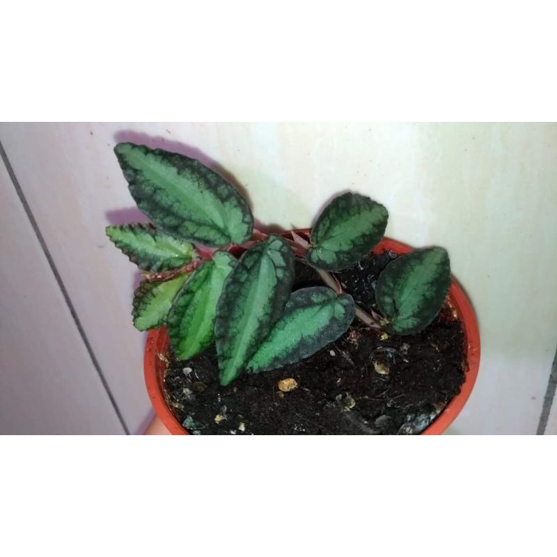 扉雀不渴，噴煙花枝條無根