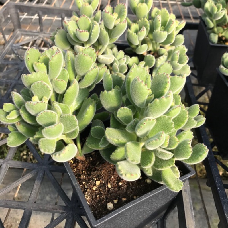 多肉植物熊童子 綠熊 兩株合植於4 5寸盆 蝦皮購物
