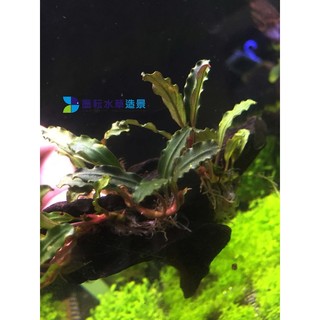 @墨耘 水草@ 藍閃電 神秘草辣椒榕(水中葉) 1株/600元 中景 不需CO2 新手級