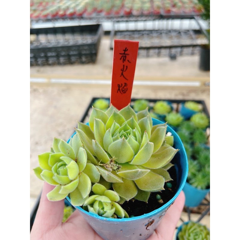 多肉植物 仙人掌 赤火焰 3吋盆 蝦皮購物