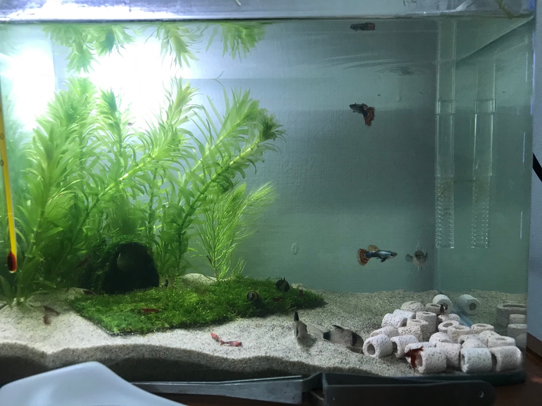 水族最便宜 魚缸底砂細砂黃金砂黃金流沙適合鼠魚底棲魚燈科魚中性魚種水草缸使用1kg 3kg 蝦皮購物