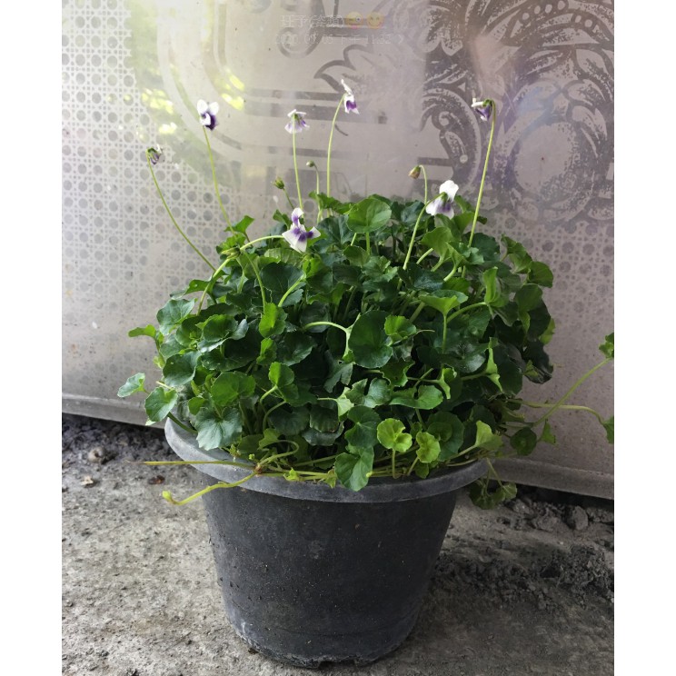 花囍園 水生植物 腎葉菫 植株具匍匐性 花色白底帶藍 5 6吋高約10 15cm 特價150 蝦皮購物