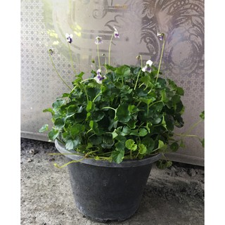 匍匐 優惠推薦 21年7月 蝦皮購物台灣