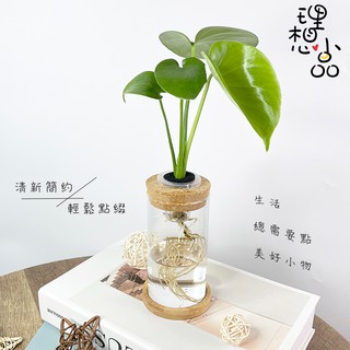 水耕栽培 園藝植作優惠推薦 居家生活21年5月 蝦皮購物台灣