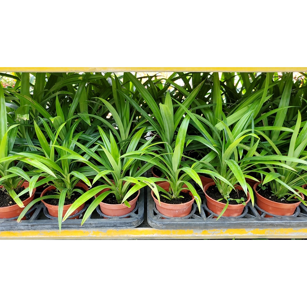 李家果苗 七葉蘭 香蘭葉 3吋盆 香草植物 可食用 超商最多可以寄20棵 單價40元