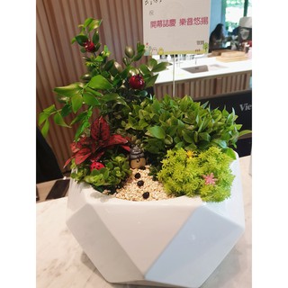 朵麗絲花店 B426 開幕創意組合盆栽 開幕送禮 開店招財 新居落成