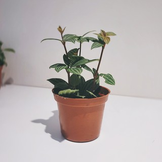 盆空間・多葉蘭 白脈椒草 室內觀賞植物綠化盆栽植栽 水泥盆 3吋-4.5吋盆/比利時環保盆
