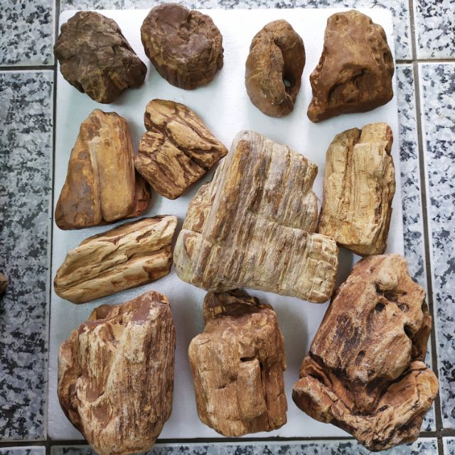 木化石 造景石 原石 1公斤100 蝦皮購物