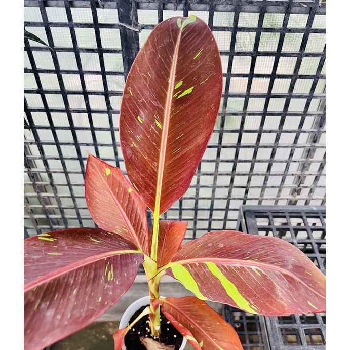 暹羅 紅寶石 香蕉  Musa Siam Ruby 雨林 觀葉 斑葉 網紅 室內 植物 小李植栽 夏威夷 雲彩蕉 斑蕉