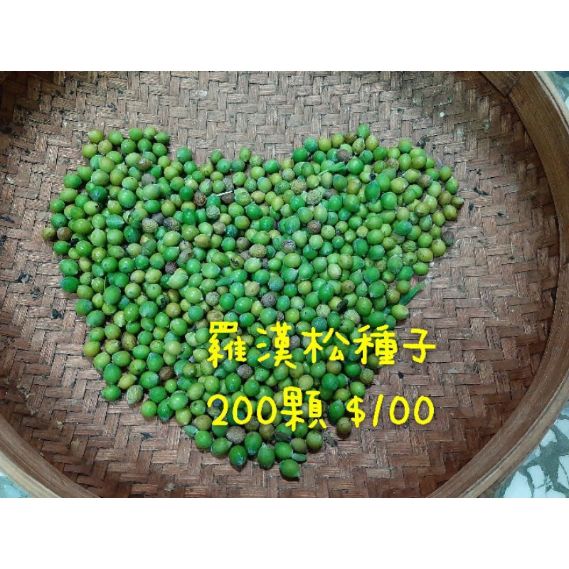 【松濤園藝】羅漢松種子200粒100元