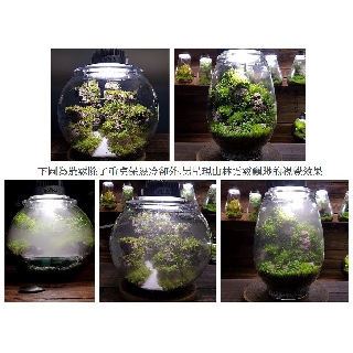 瓶植物語 線上商店 蝦皮購物
