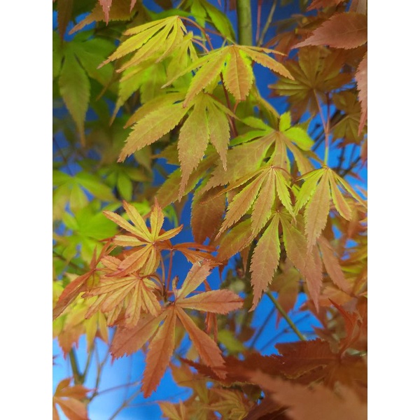 日本山槭 楓樹 平群 含盆高約120公分不含犧牲枝 幹約2.9公分 4／10拍