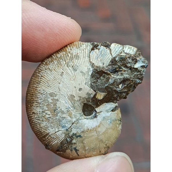 [程石] 日本北海道  新葉菊石化石