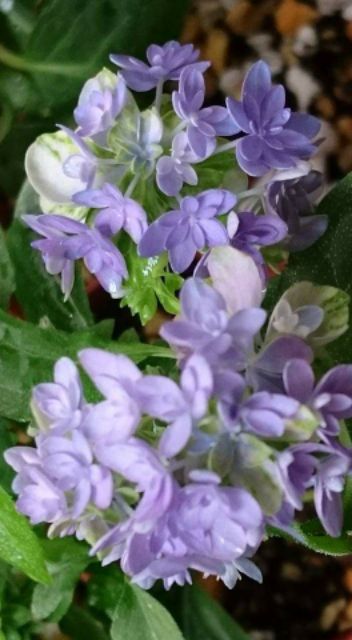 日本紫陽花 坊ケ鶴紫八重 蝦皮購物