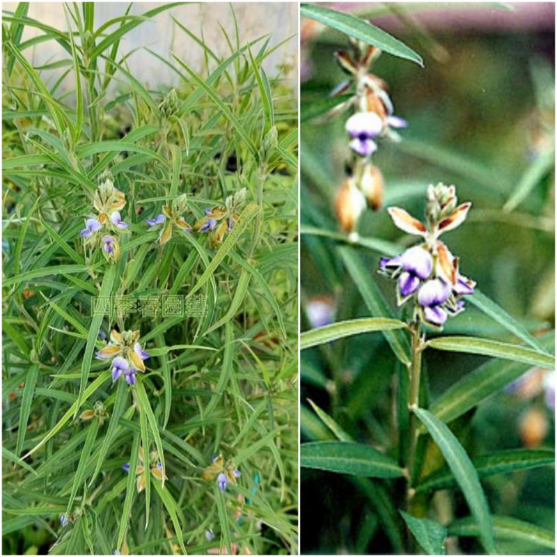 四季春園藝 農吉利種子種籽野百合鼠蛋草響鈴草佛指甲牛屎豆藍花野百合山油麻金風花狗鈴草