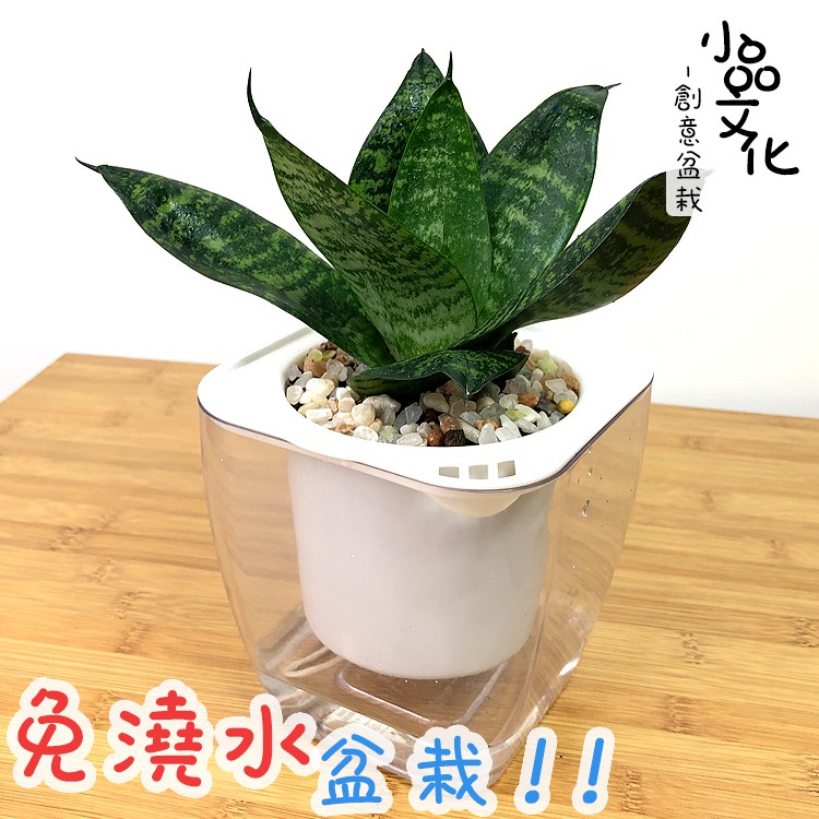 【現貨】【小品文化】綠虎尾蘭 4吋透明免澆水盆栽 淨化空氣 觀葉植物 室內植物 懶人盆栽 創意花盆 居家辦公盆花