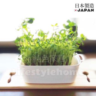 日本製 純白色雙耳瀝水籃 水耕種植盆 豆芽豆苗種植 洗菜籃 水耕蔬菜 水耕種植 水耕栽培 瀝水盆