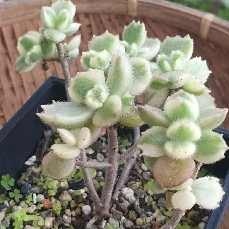 出清3年穩根白熊多肉植物熊童子奶油白熊4吋盆 蝦皮購物