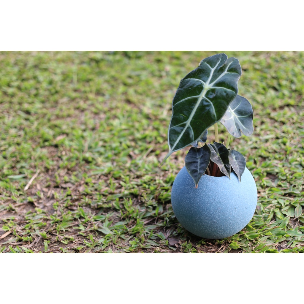 水耕植物的價格推薦第27 頁 22年10月 比價比個夠biggo