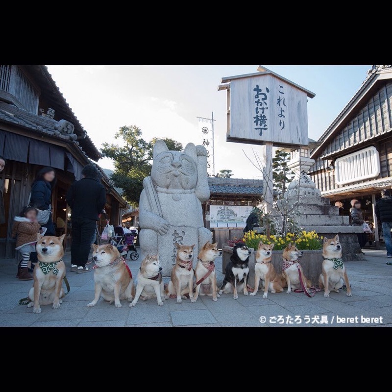 唐草頸圈項圈首輪和風唐草和柄柴犬ごろたろう犬具 蝦皮購物