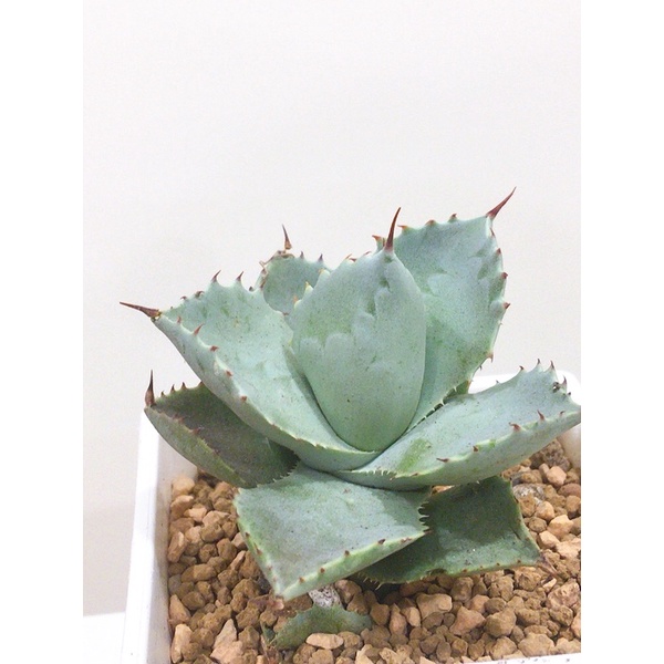 【一物一拍-🌵 白銀*厚葉甲蟹交種 龍舌蘭 🌵】葉很厚/ 高貴不貴品系/ 粉白粉藍色系植物