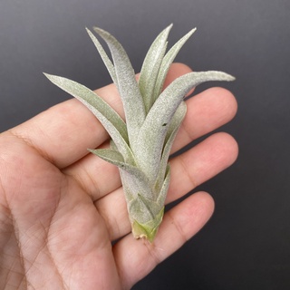 卡比它它鮭魚 Tillandsia capitata Salmon 空氣鳳梨 空鳳 鐵蘭