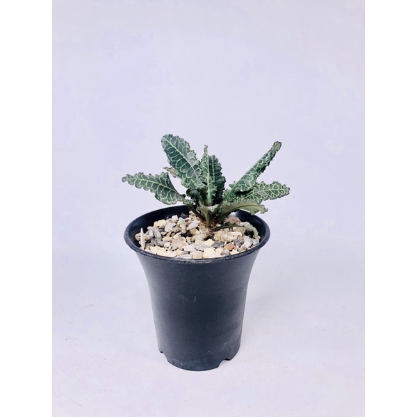 ［10/18更新］Euphorbia francoisii 彩葉麒麟 費氏大戟 塊根