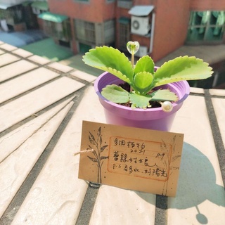 食用香草&觀賞植物－小苗、幼苗、糖果馬卡龍可愛裝飾多肉植物小盆栽，不死蕾絲公主、爬藤小西瓜皮、蒲葵、窗臺景觀工作室辦公室