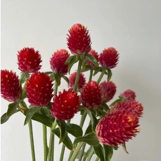 千日紅 優惠推薦 21年12月 蝦皮購物台灣