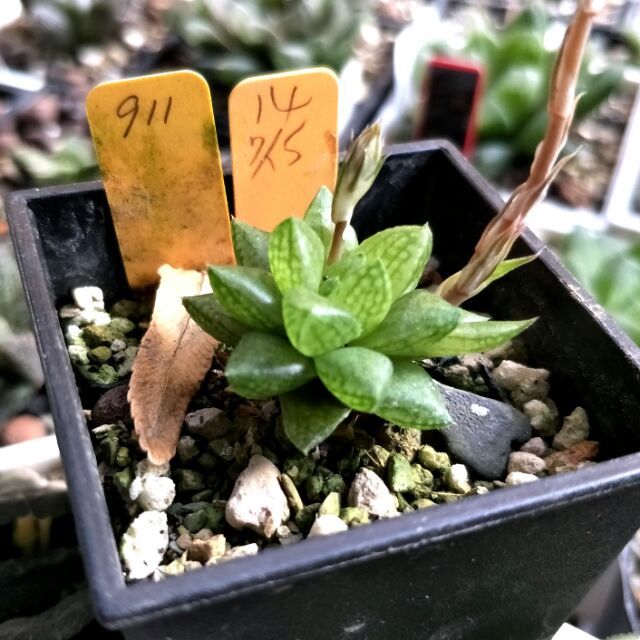 預定中購自sp 911 小型原種玉露百合多肉植物肉部屋 蝦皮購物